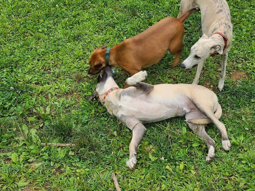 central park county dog park morris plains 4 1 1024x768