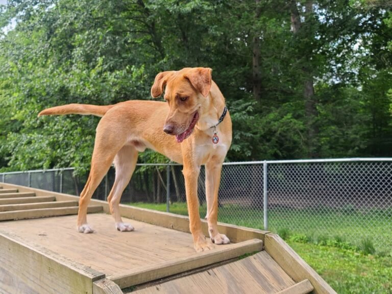 central park county dog park morris plains 5 1 768x576