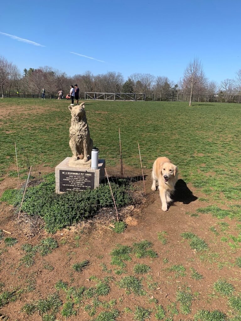 colonial dog park somerset 2 1 768x1024