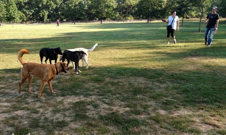 colonial dog park somerset 3 1 768x459