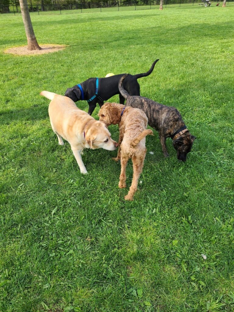 colonial dog park somerset 4 1 768x1024
