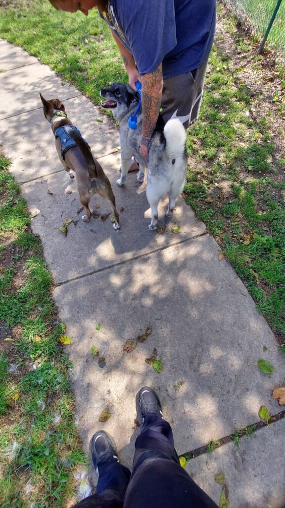 cooper river dog park cherry hill 4 1 576x1024
