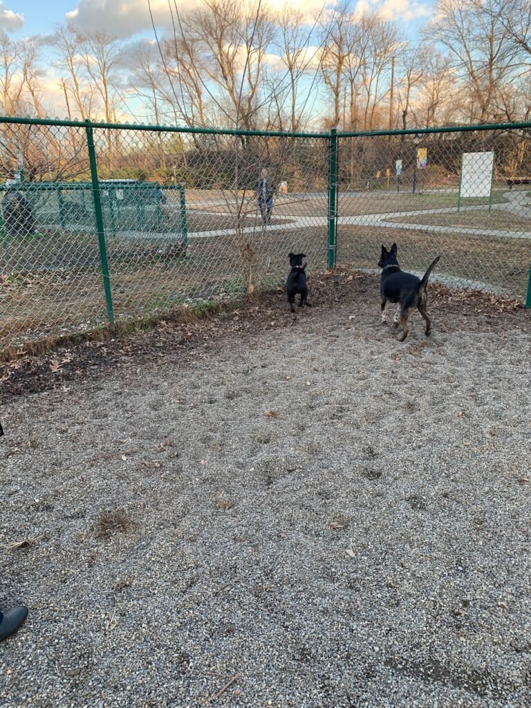cooper river dog park cherry hill 5 1 768x1024