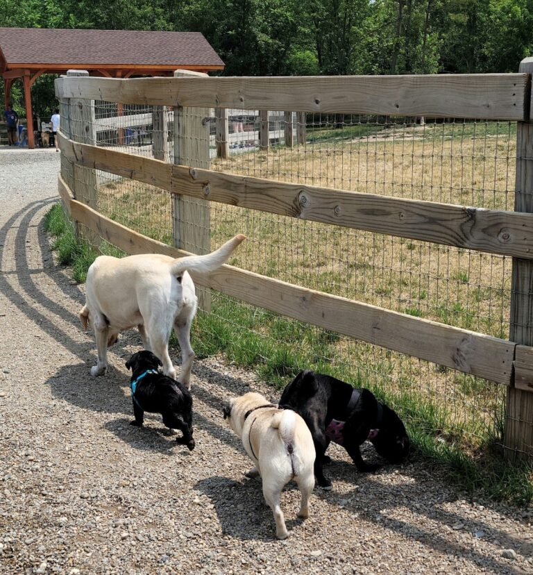 croft farm dog park 4 1 768x828