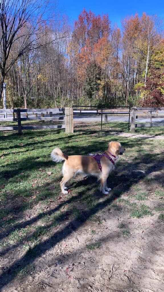 croft farm dog park 5 1 576x1024