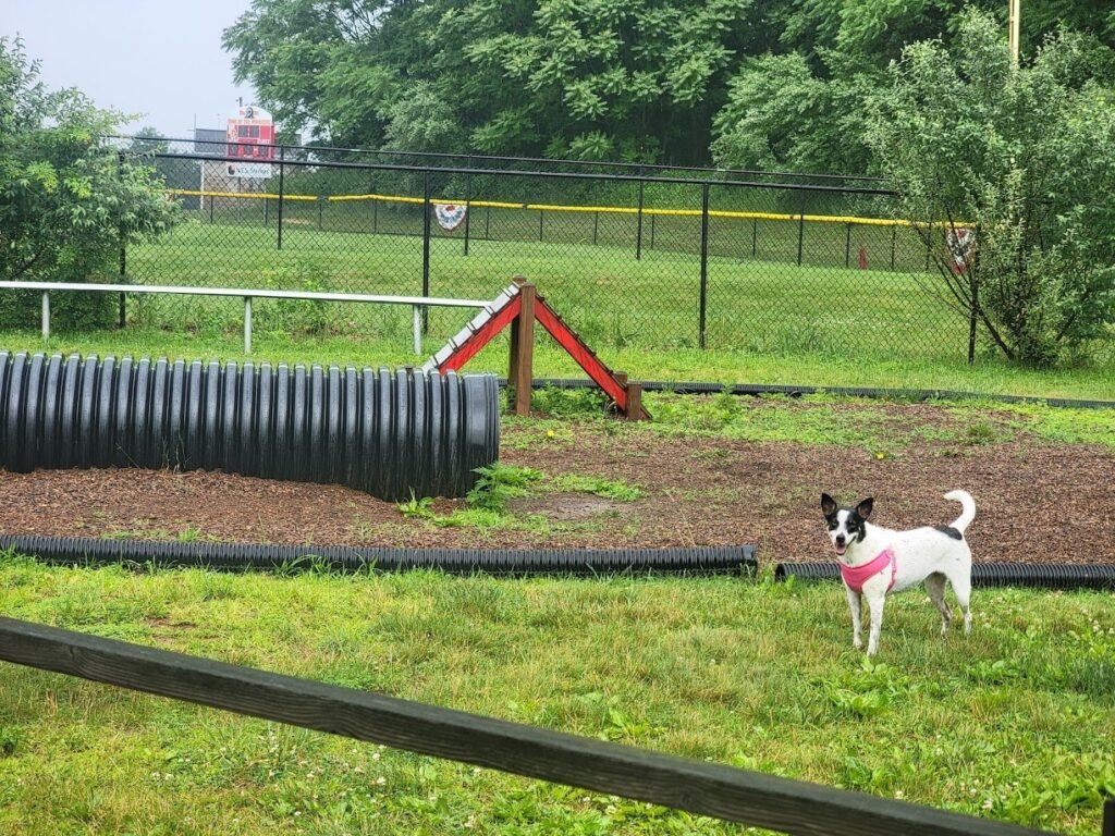 dog park at turkey brook flanders 2 1 1024x768