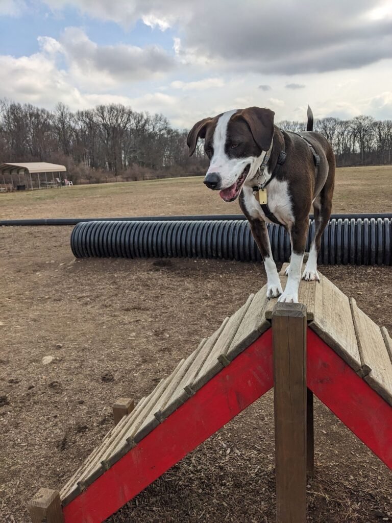dog park at turkey brook flanders 3 1 768x1024