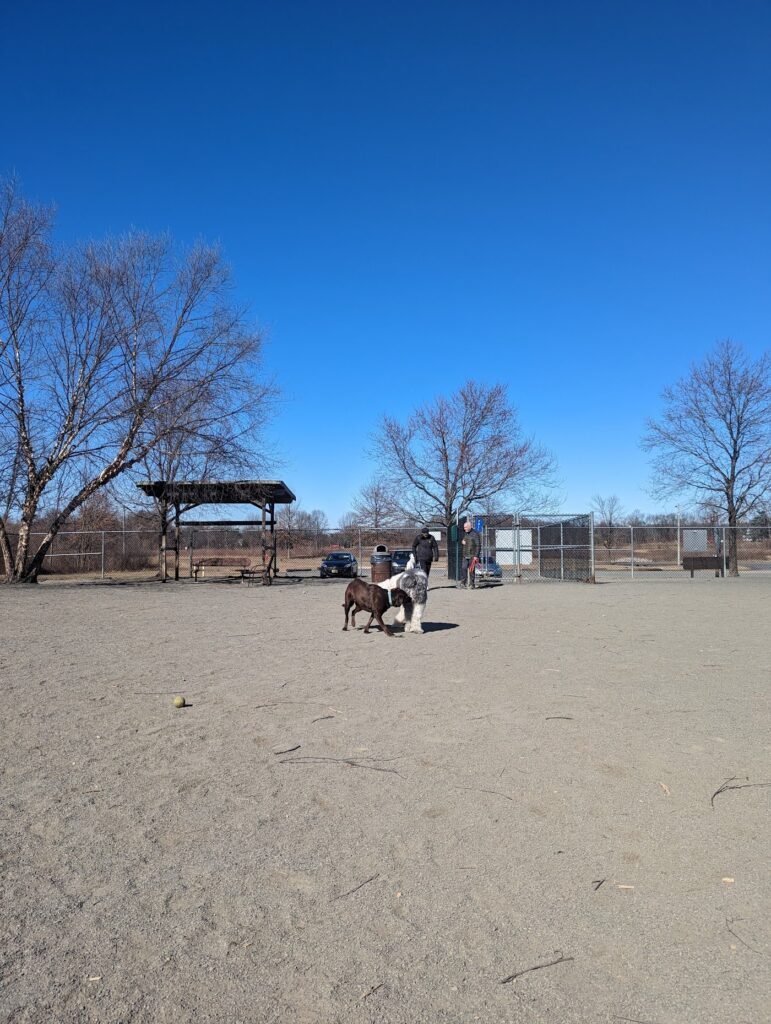 east brunswick dog park east brunswick 4 1 771x1024