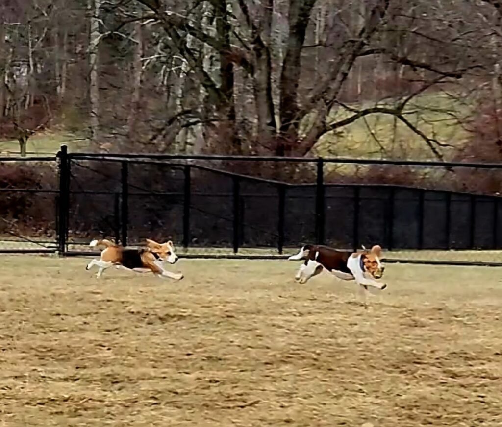 east county park dog park warren 2 1 1024x872