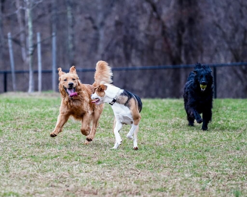 east county park dog park warren 3 1 1024x819