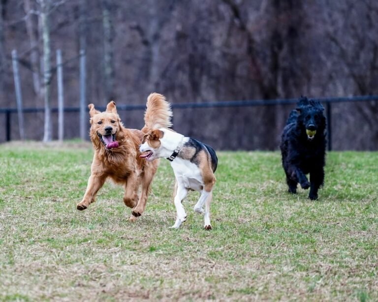 east county park dog park warren 3 1 768x614