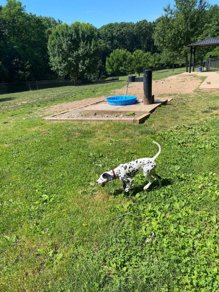 echo lake dog park mountainside 3 1 768x1024