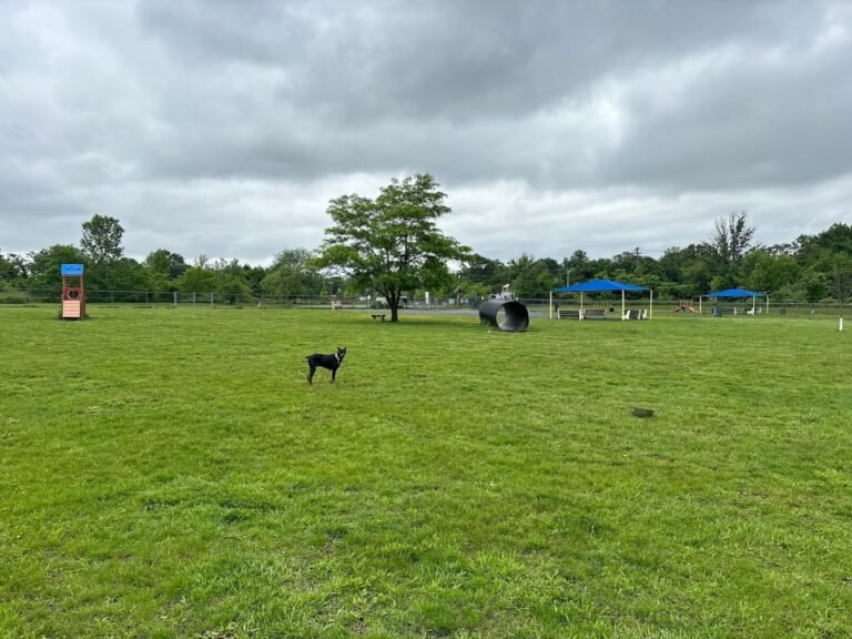 edison metuchen community dog park edison 2 1 768x576