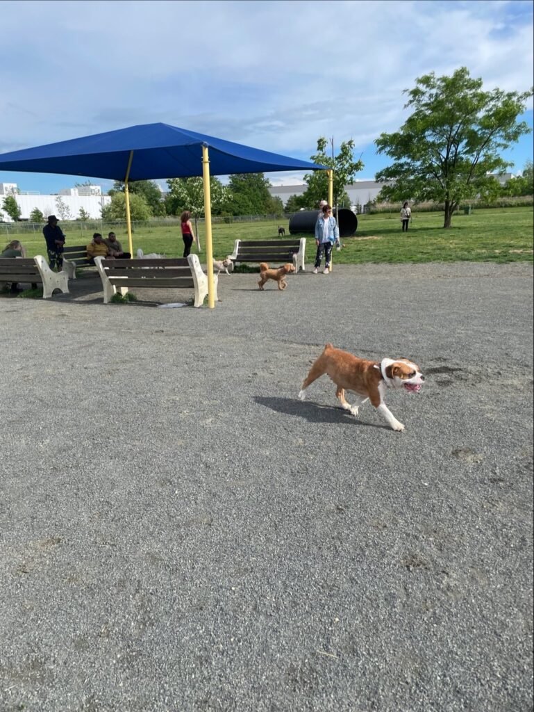 edison metuchen community dog park edison 5 1 769x1024