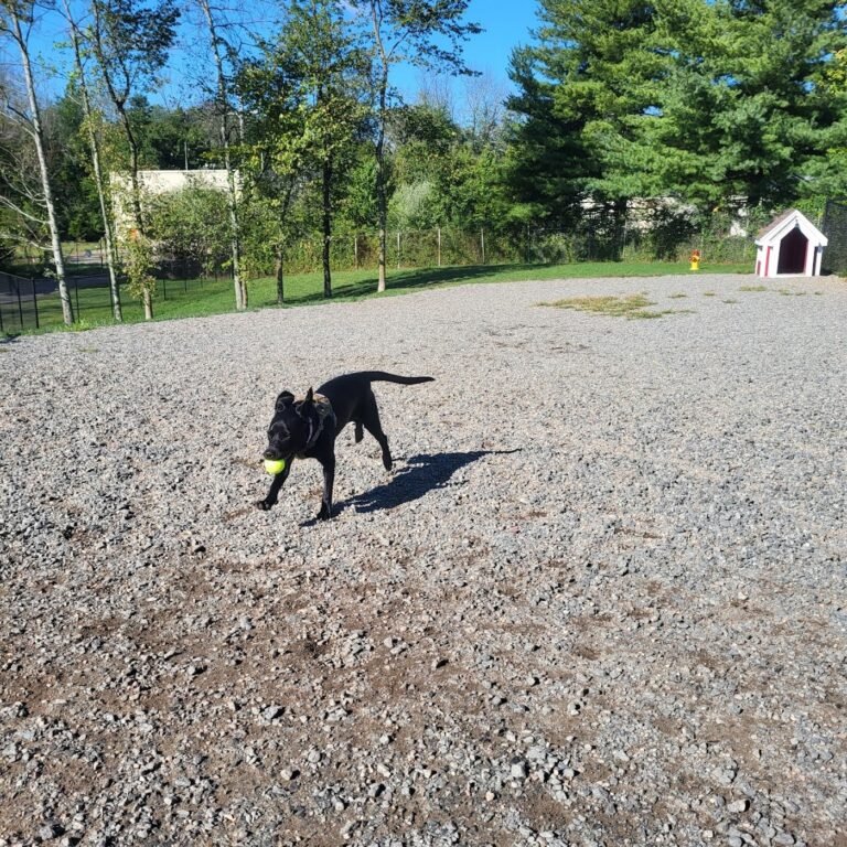 elm street dog park florham park 2 1 768x768