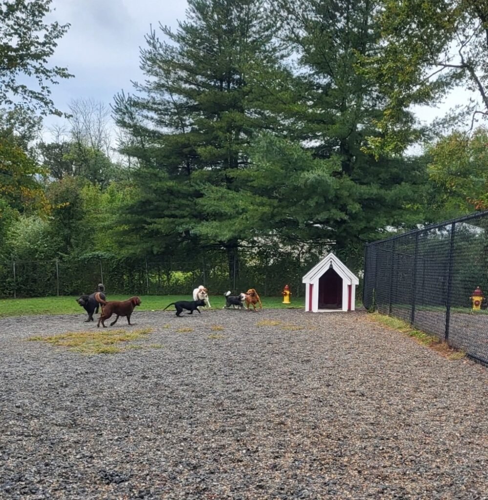 elm street dog park florham park 4 1 999x1024