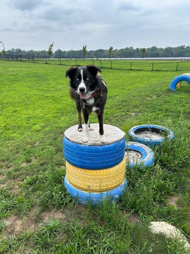 florence township dog park roebling 2 1 768x1024