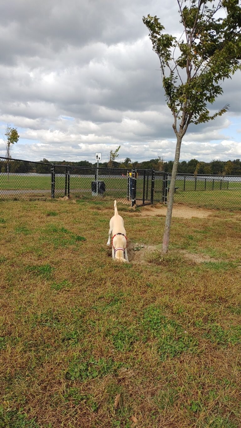 florence township dog park roebling 5 1 768x1365