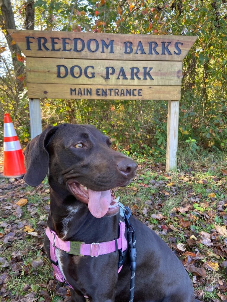 freedom barks dog park medford 4 1 768x1024