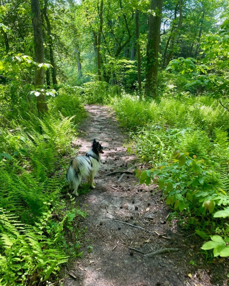 freedom barks dog park medford 5 1 768x959
