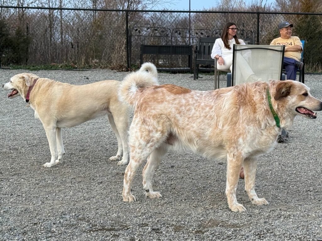 glen rock nj dog park glen rock 3 1 1024x768