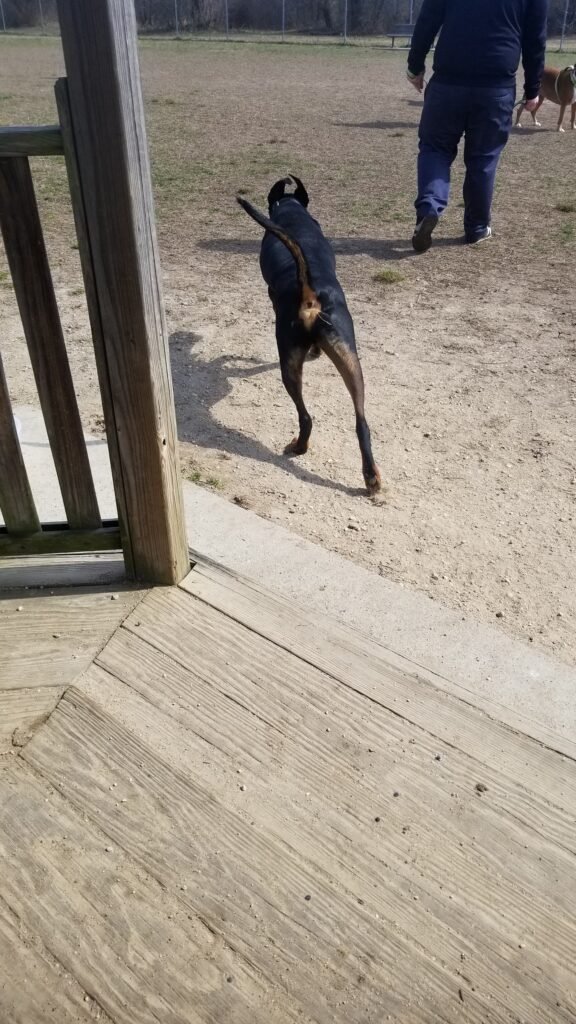 gloucester county dog park logan township 2 1 576x1024