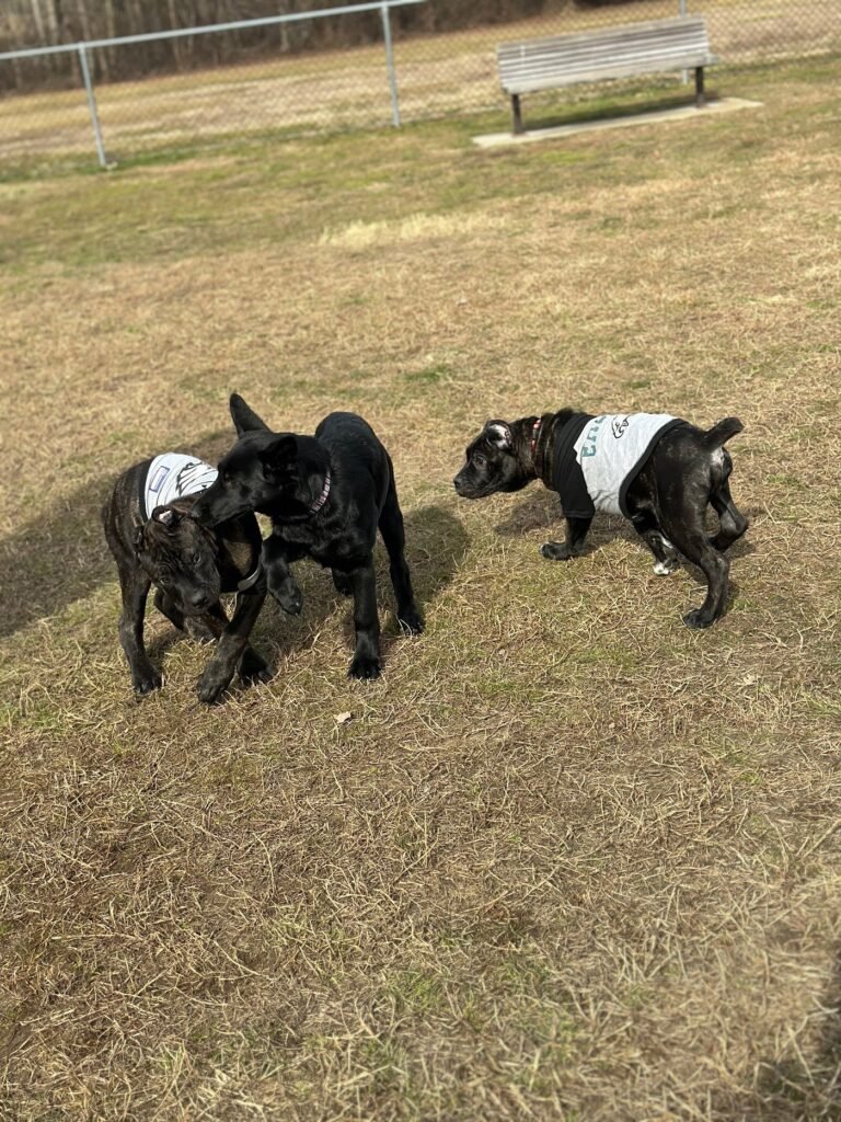 gloucester county dog park logan township 3 1 768x1024