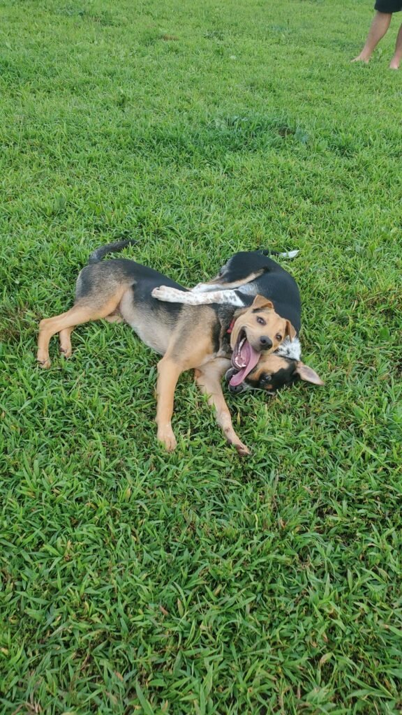 gloucester county dog park logan township 5 1 576x1024