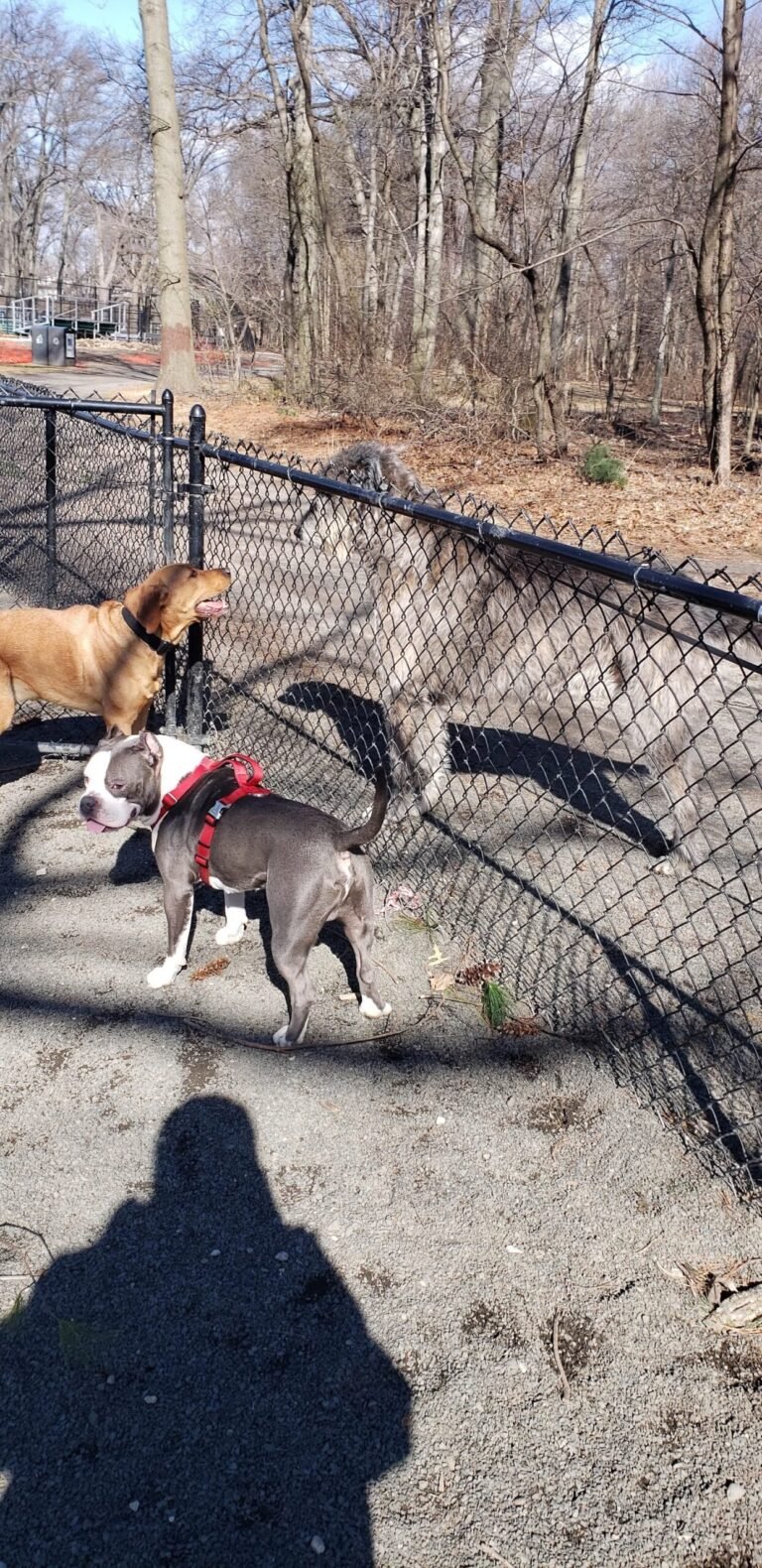 goffle brook dog park hawthorne 2 scaled 1 768x1580