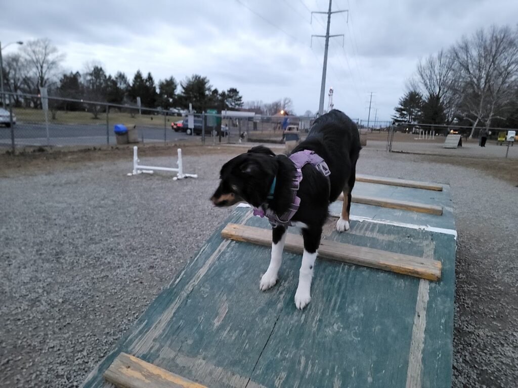 hamilton dog park hamilton township 3 1 1024x768
