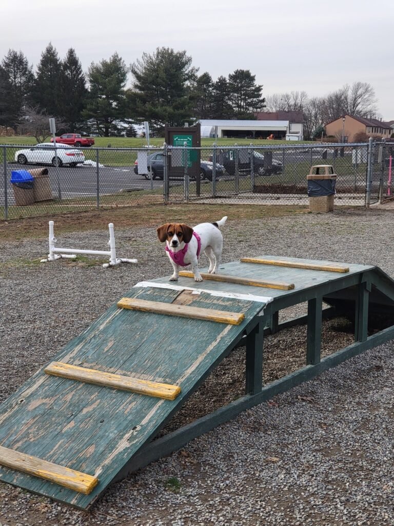 hamilton dog park hamilton township 4 1 768x1024