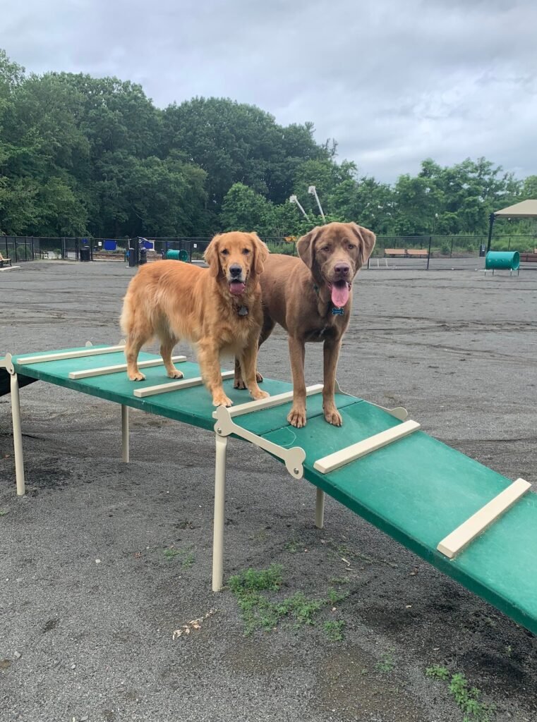 hilltop reservation dog park north caldwell 2 1 761x1024