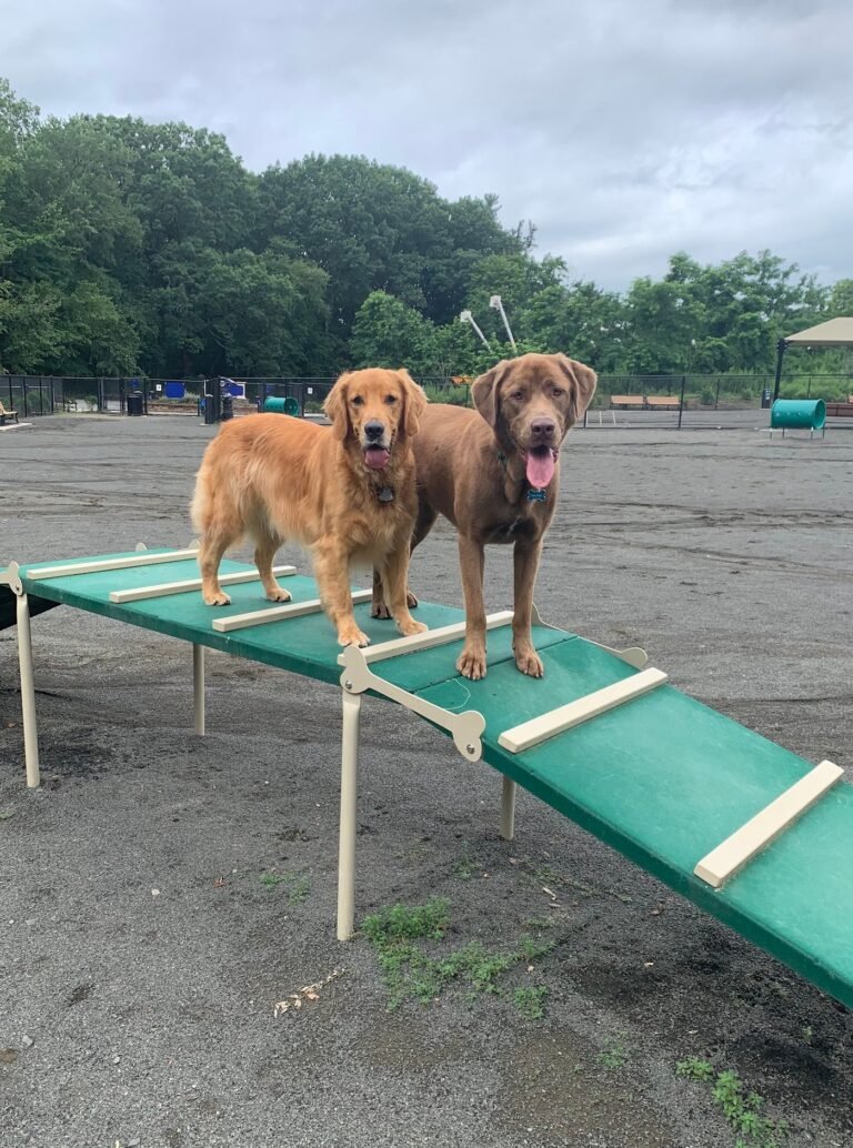 hilltop reservation dog park north caldwell 2 1 768x1034
