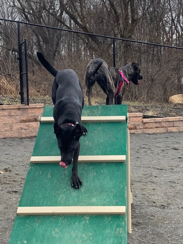 hilltop reservation dog park north caldwell 5 1 768x1024