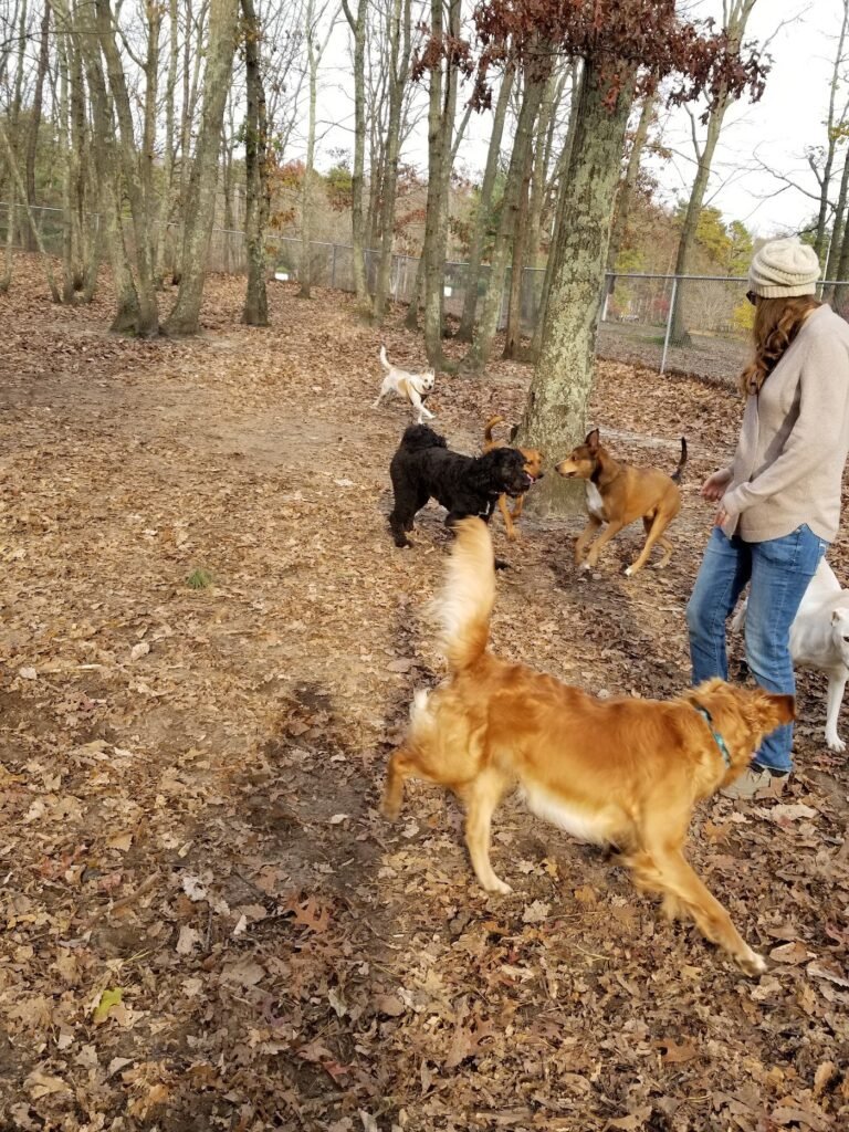 howell bark park howell township 5 1 768x1024