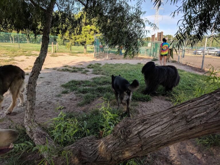 jackson dog park jackson township 2 1 768x576