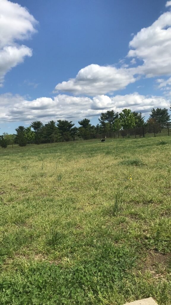 jbmdl dog park joint base mdl 4 1 576x1024