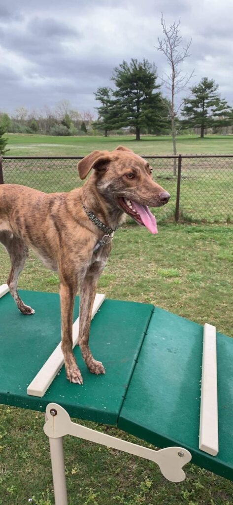 jbmdl dog park joint base mdl 5 1 473x1024