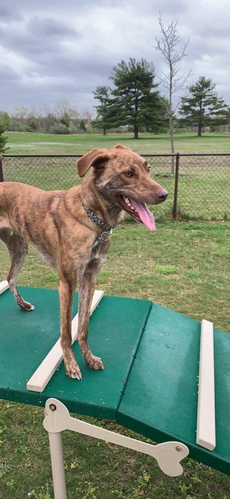jbmdl dog park joint base mdl 5 1 768x1662