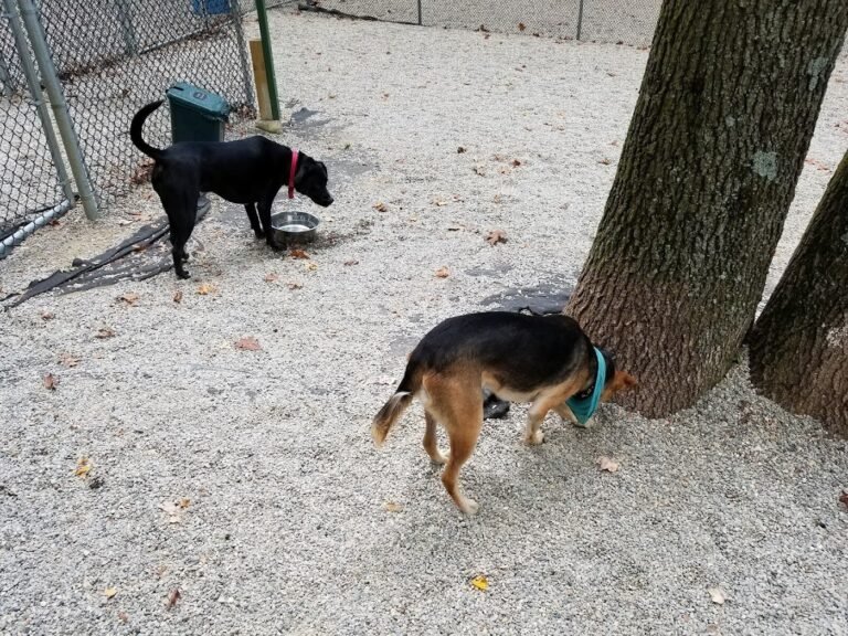 jefferson dogpark oak ridge 3 1 768x576