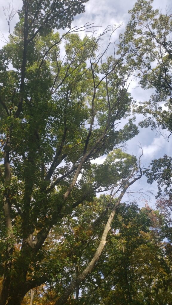 jefferson dogpark oak ridge 4 1 576x1024
