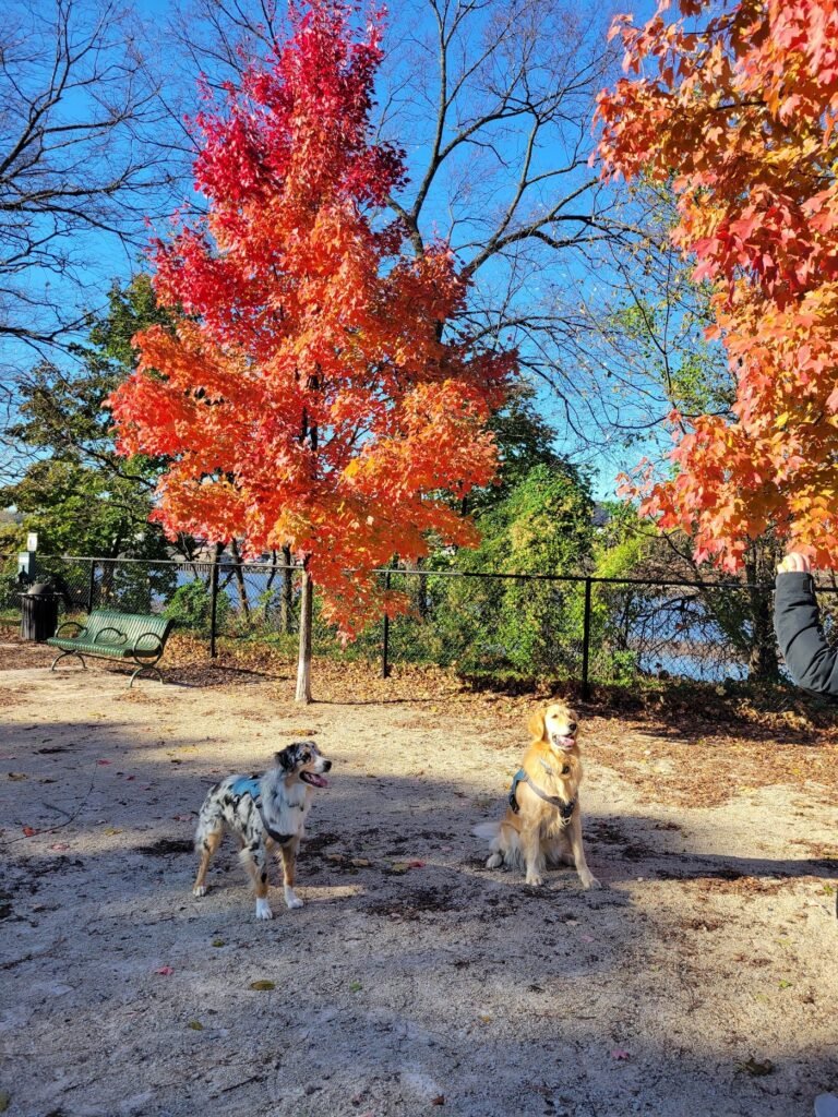 kearny dog park kearny 3 1 768x1024