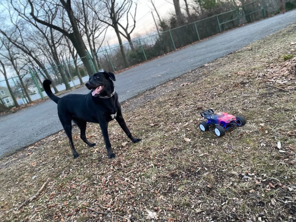 kearny dog park kearny 4 1 1024x768