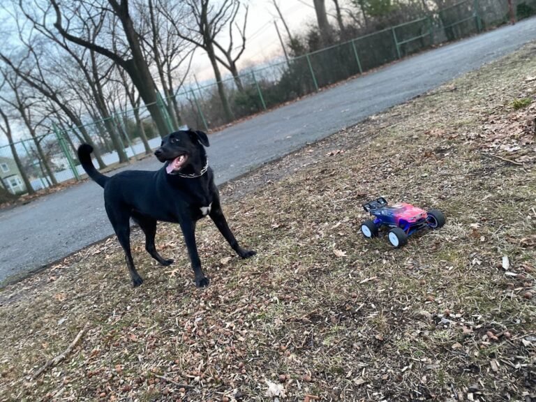 kearny dog park kearny 4 1 768x576