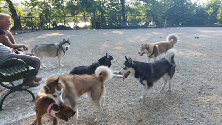 kearny dog park kearny 5 1 768x432