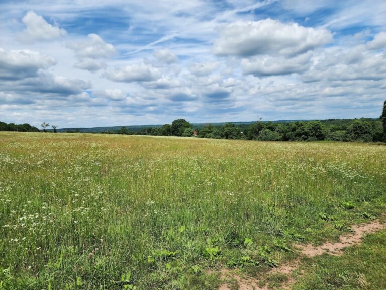 kingwood dog park frenchtown 2 1 768x576