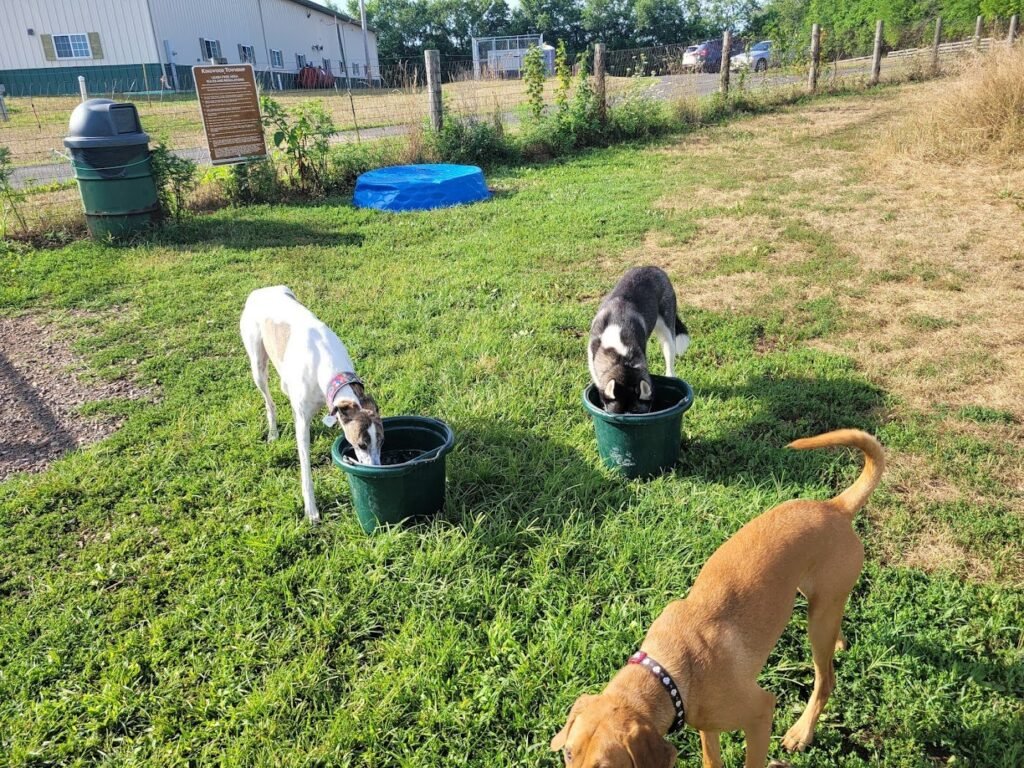 kingwood dog park frenchtown 3 1 1024x768