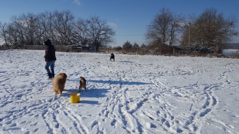 kingwood dog park frenchtown 4 1 768x432