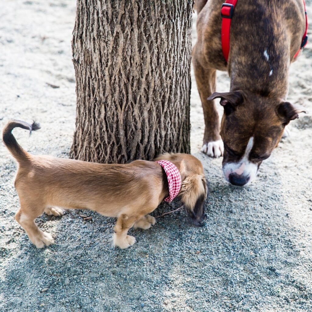 lincoln park dog run jersey city 2 1 1024x1024