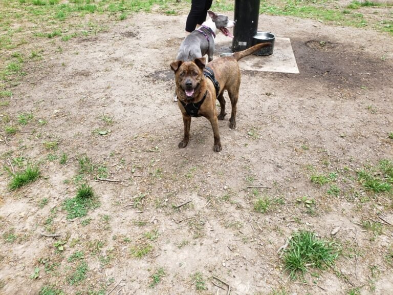 madison dog park madison 2 1 768x576